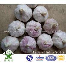 Frischer normaler weißer Knoblauch Jinxiang Hongsheng Knoblauch Produktfirma